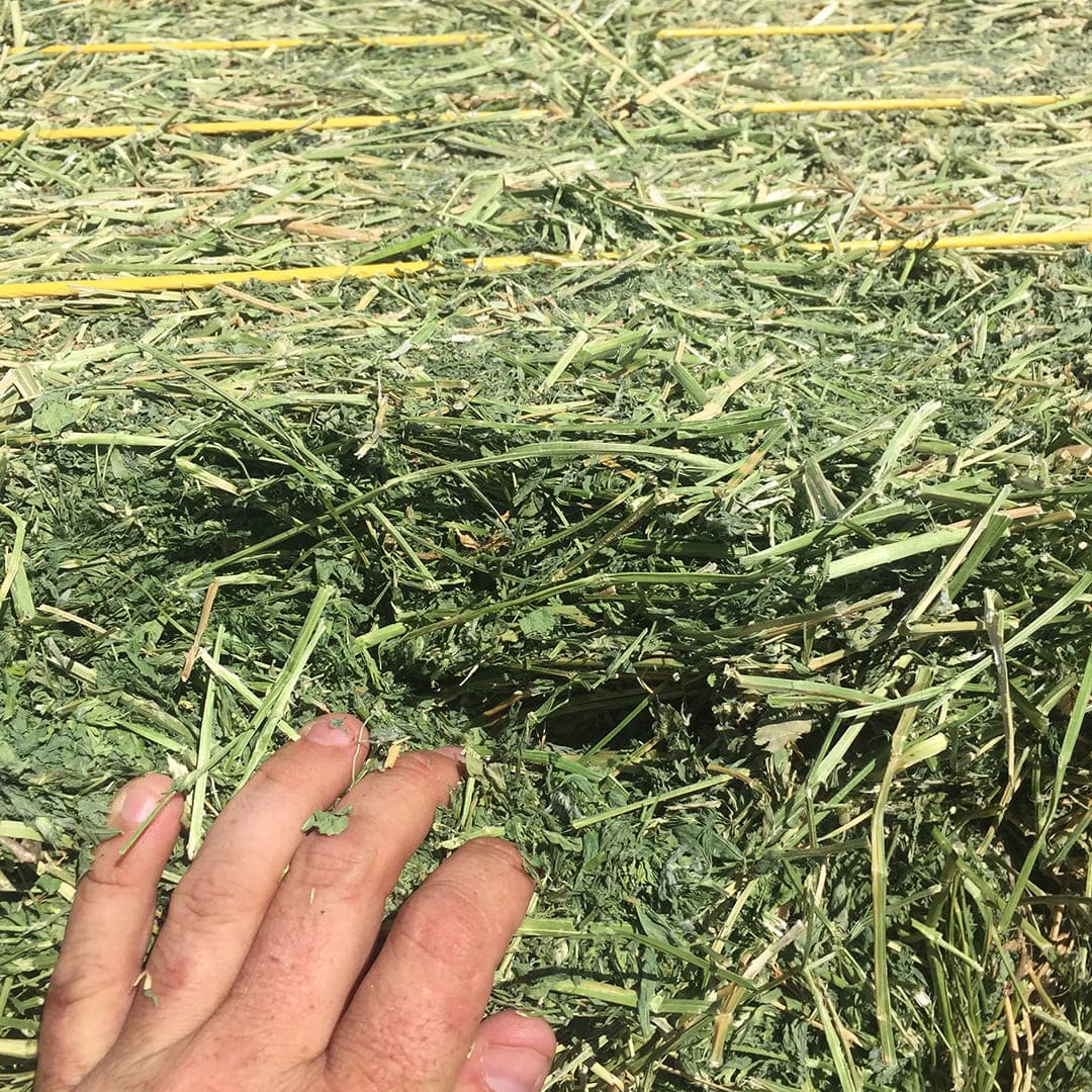 alfalfa hay exporters