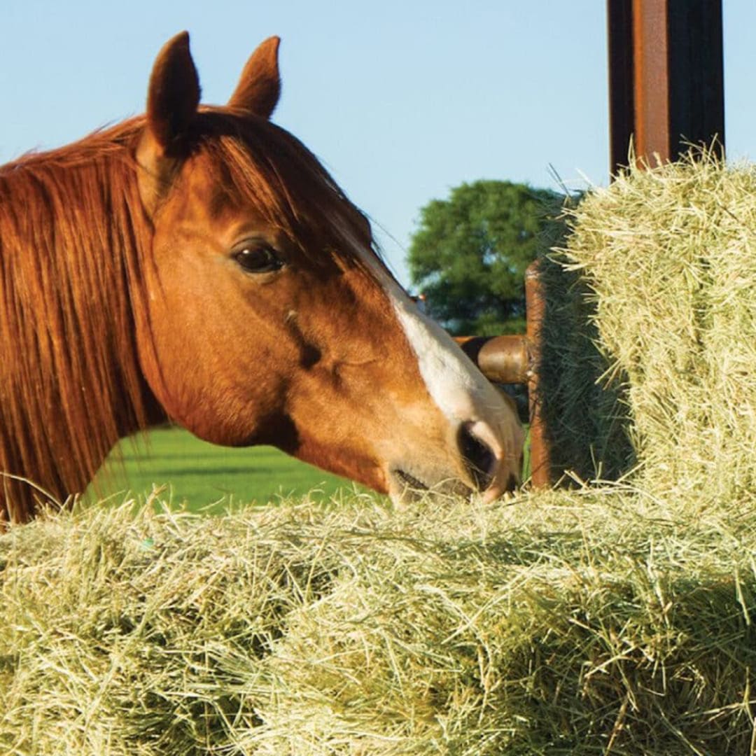 animal forage suppliers
