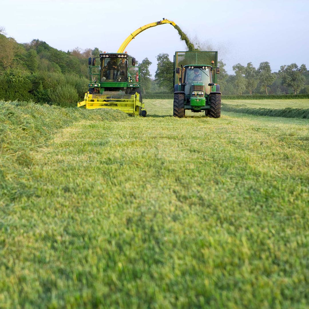 animal feed solutions