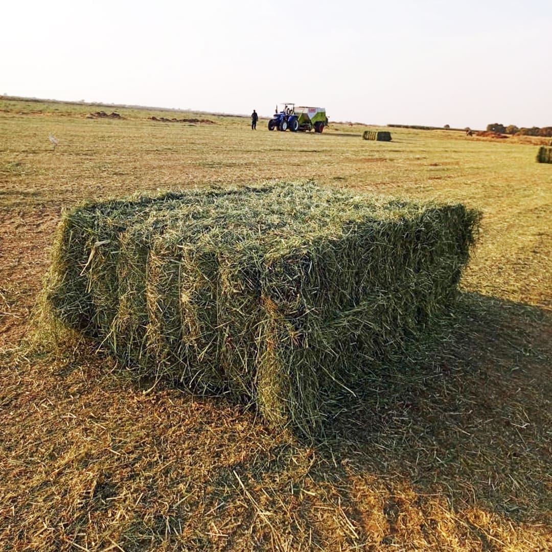 animal feed solutions