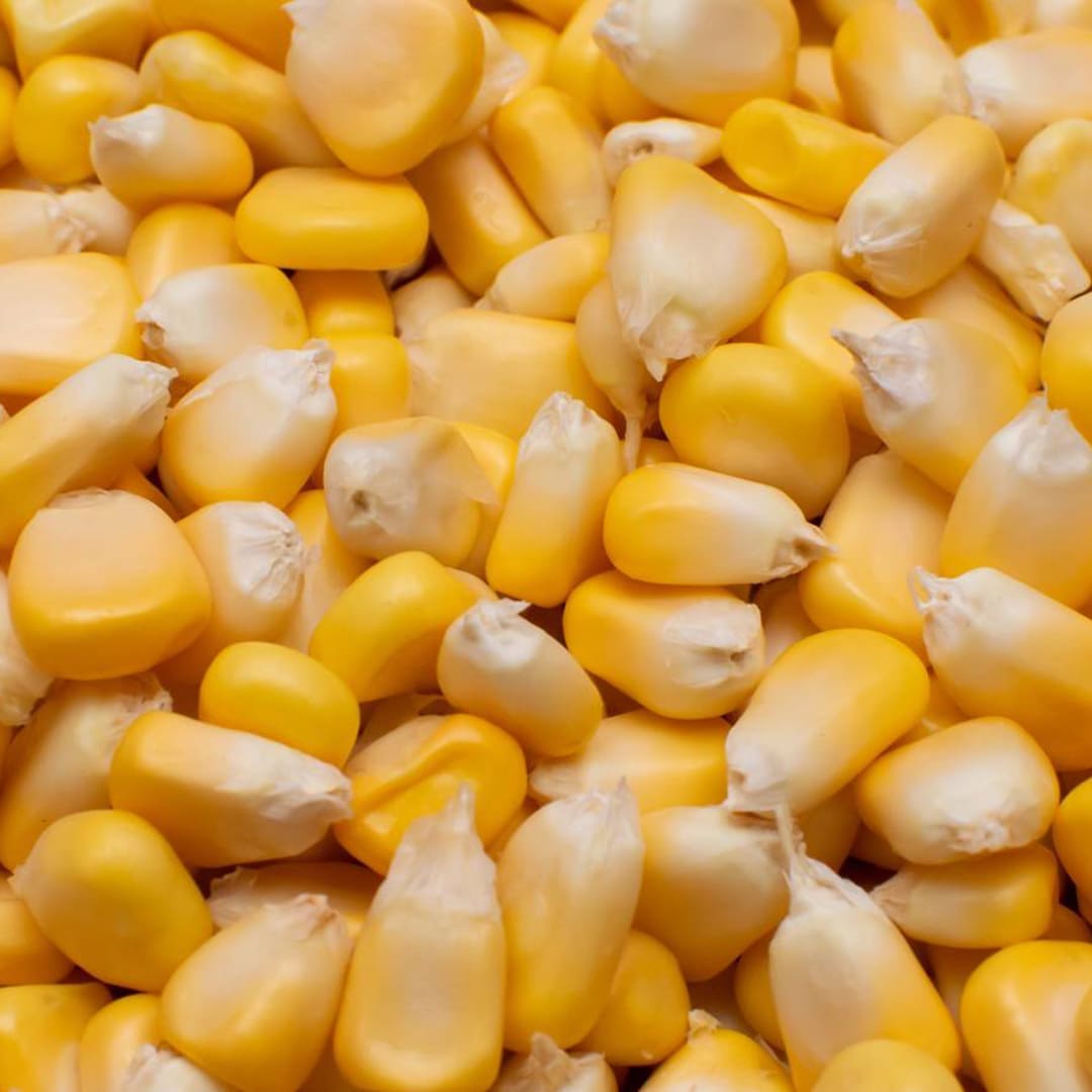animal feed, yellow maize