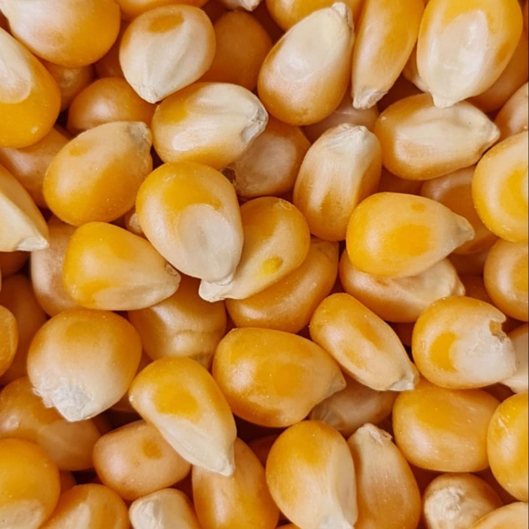 pakistan maize