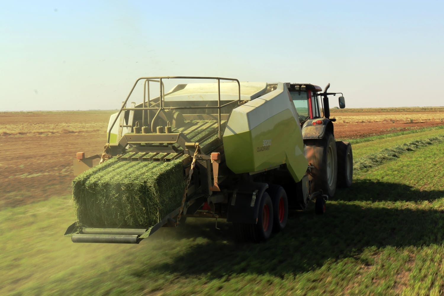 rhodes grass exporters