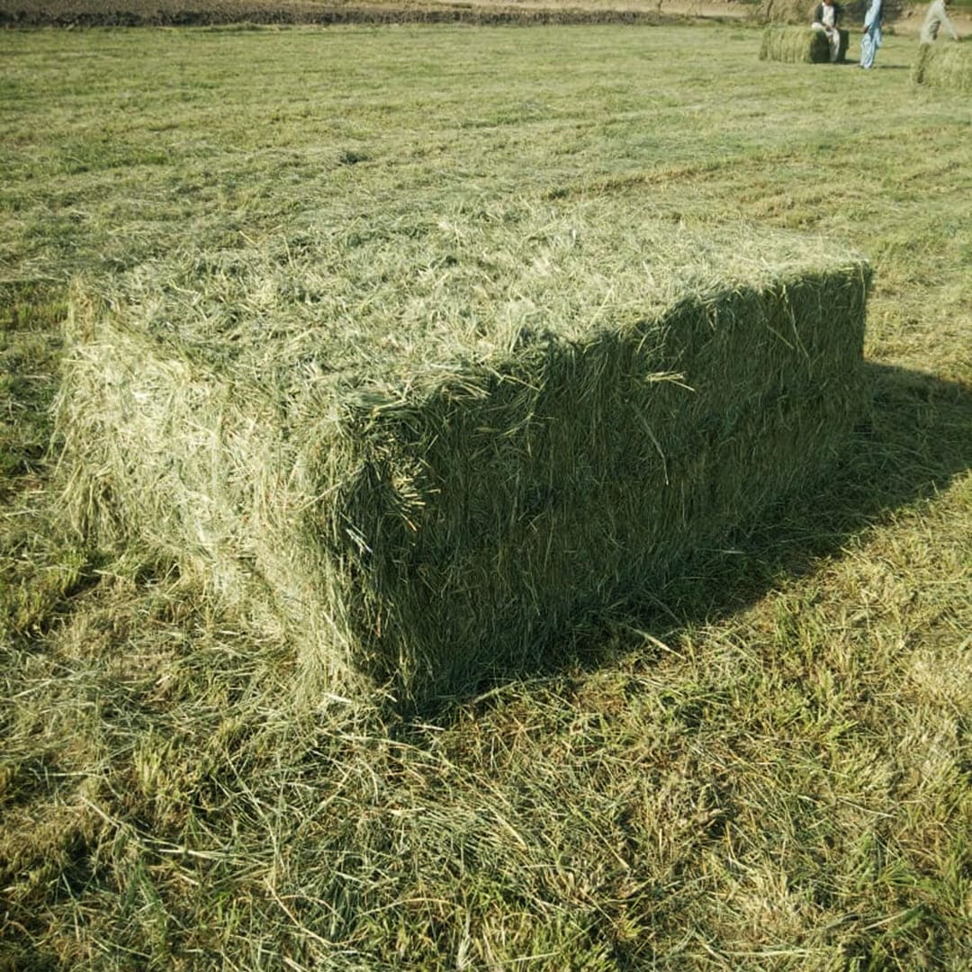 animal feed, rhodes grass