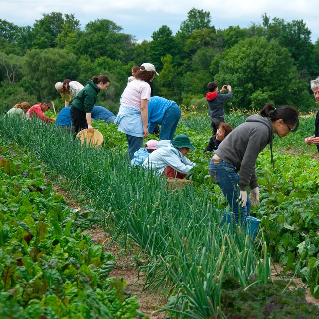 animal forage suppliers